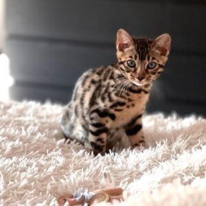 Sussy – 10-Week-Old Female Bengal Kitten | Vaccinated & Potty Trained