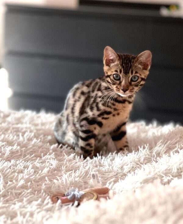 Sussy 10-week-old Bengal kitten - vaccinated, microchipped, potty trained, and playful with kids.