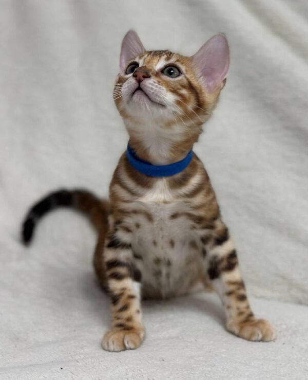 Rosei 10 weeks Bengal kitten female ready for adoption.