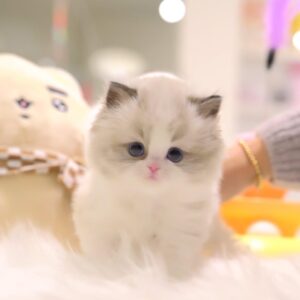 Sushi – Female Ragdoll Kitten for Sale | 8 Weeks Old, Vaccinated & Potty Trained