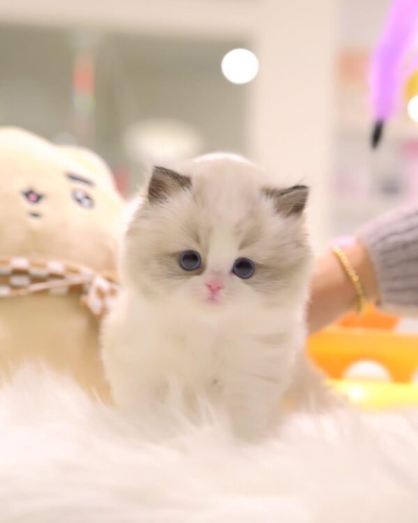 Female Ragdoll kitten for sale - Sushi, 8 weeks old, vaccinated, potty trained