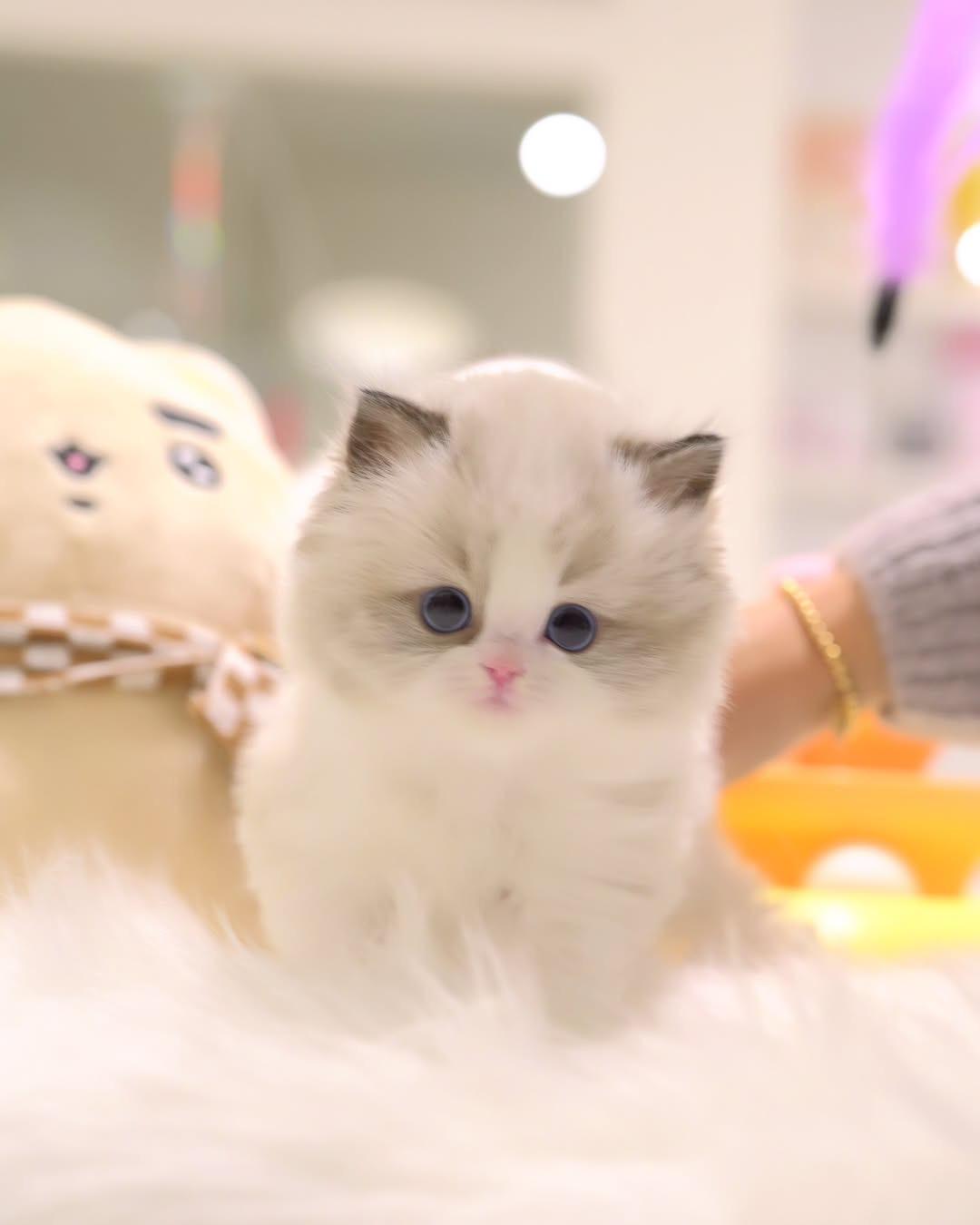 Female Ragdoll kitten for sale - Sushi, 8 weeks old, vaccinated, potty trained