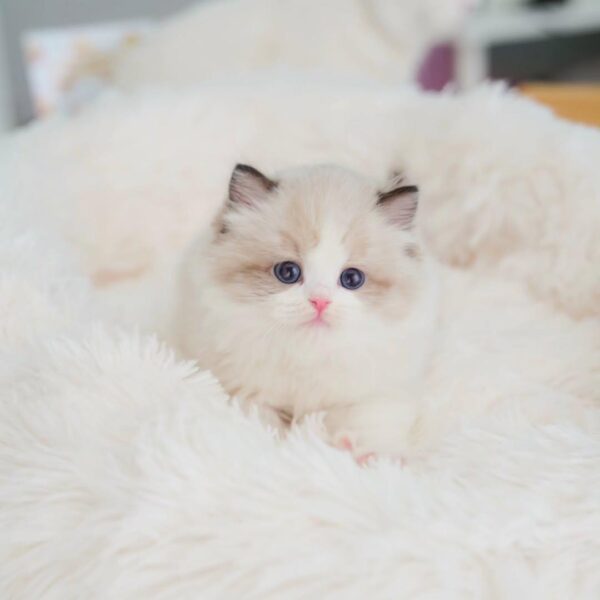 8-week-old female Ragdoll kitten Panda, vaccinated, potty trained, and microchipped.