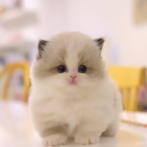 8-Week-Old Male Ragdoll Kitten “Snickers” – Vaccinated, Potty Trained, and Playful with Kids