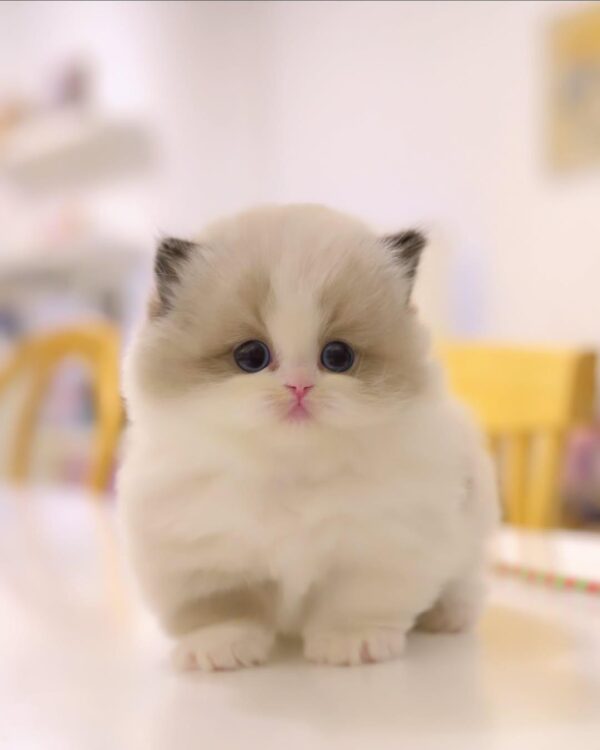 8-week-old male Ragdoll kitten Snickers