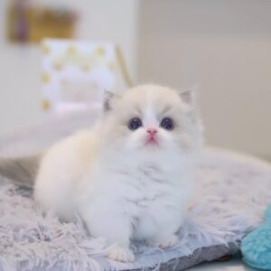 8 Weeks Old Male Ragdoll Kitten – Nacho | Vaccinated, Potty Trained, Microchipped, Health Guarantee