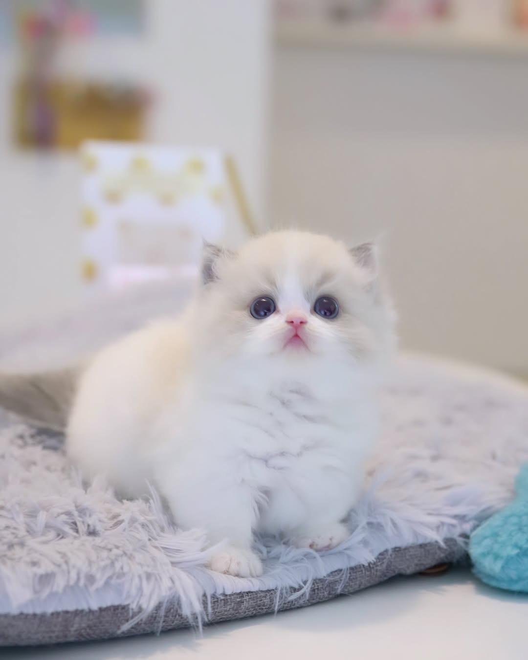 8 Weeks Old Male Ragdoll Kitten Nacho - Playful, Vaccinated, Potty Trained, Microchipped