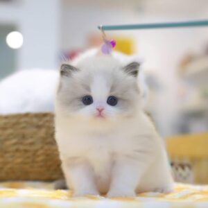 Blake 8Weeks Ragdoll Kitten Male – Vaccinated, Potty Trained, Playful & Kid-Friendly