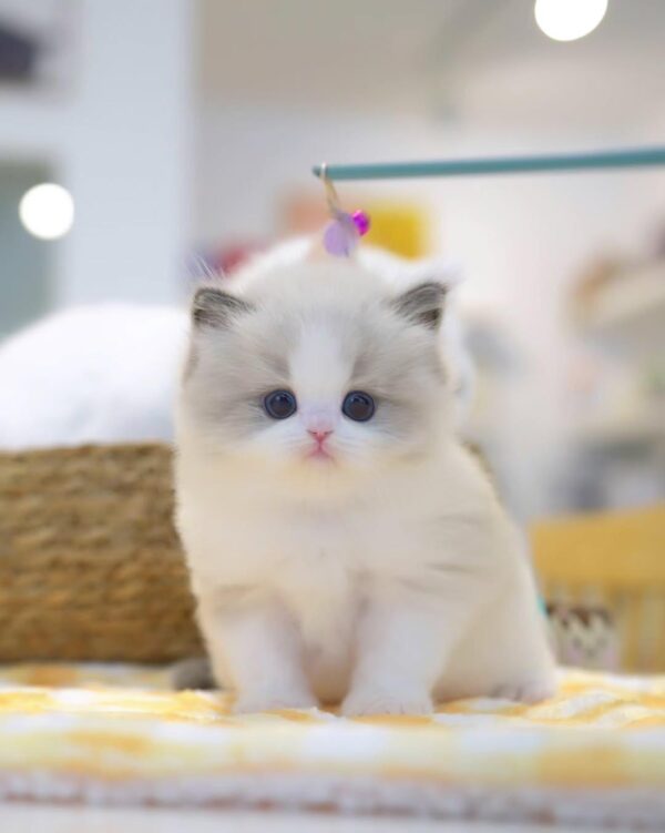 Blake 8Weeks Ragdoll Kitten Male