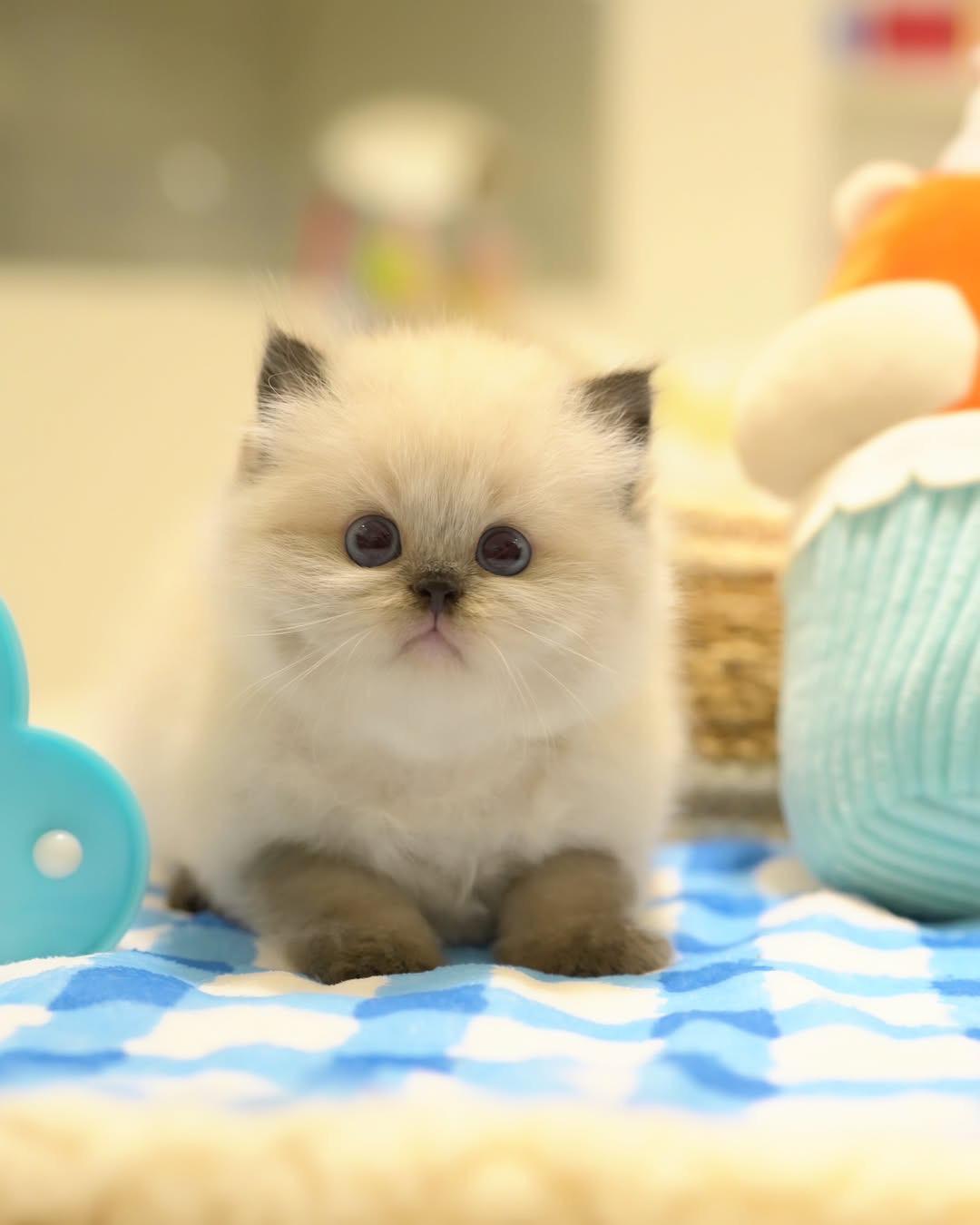8-week-old female Ragdoll kitten for adoption - vaccinated and potty trained
