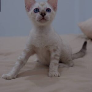 Rohand 10 Weeks Bengal Kitten Female – Vaccinated, Potty Trained & Playful with Kids