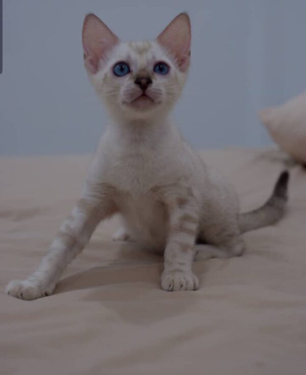 Rohand 10 Weeks Bengal Kitten Female – Vaccinated, Potty Trained & Playful with Kids - Image 2