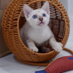 Rohand 10 Weeks Bengal Kitten Female – Vaccinated, Potty Trained & Playful with Kids