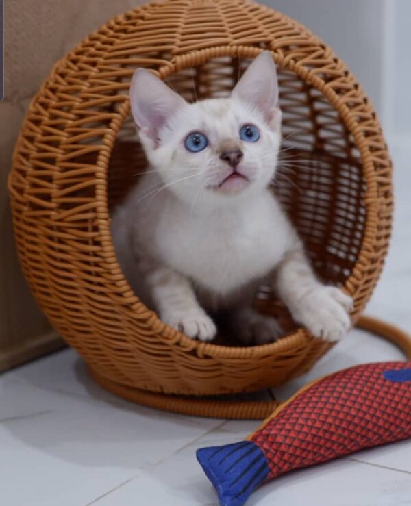 Rohand 10 Weeks Bengal Kitten Female – Vaccinated, Potty Trained & Playful with Kids