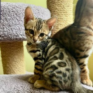 Lesly 10 Weeks Bengal Kitten Male – Vaccinated, Potty Trained & Playful with Kids