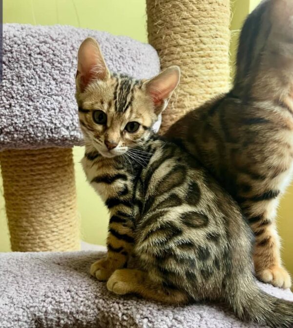 Lesly 10 Weeks Bengal Kitten Male – Vaccinated, Potty Trained & Playful with Kids