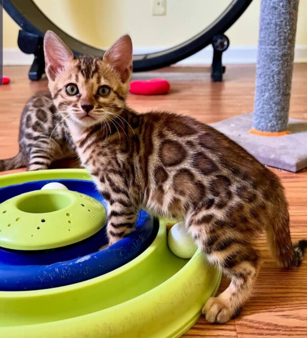 Chambers 10 Weeks Bengal Kitten Male – Vaccinated, Potty Trained & Playful with Kids