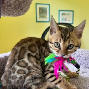 Lesly 10 Weeks Bengal Kitten Male – Vaccinated, Potty Trained & Playful with Kids