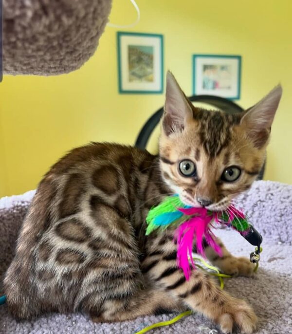 Lesly 10 Weeks Bengal Kitten Male – Vaccinated, Potty Trained & Playful with Kids - Image 2
