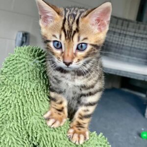 Amos – 10-Week-Old Bengal Kitten Female Looking for a Loving Home