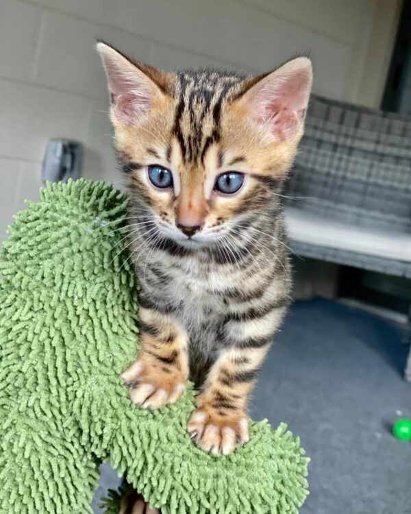 Amos – 10-Week-Old Bengal Kitten Female Looking for a Loving Home