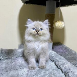 10-Week-Old Female Persian Kitten for Sale – Meet Arya, Vaccinated and Family-Friendly