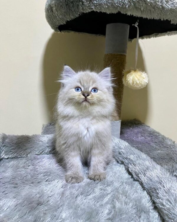 10-week-old female Persian kitten for sale