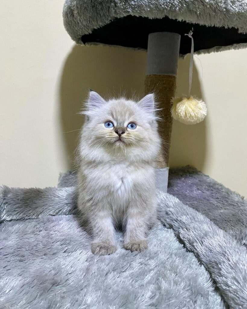 10-week-old female Persian kitten for sale