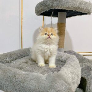 Adorable 10-Week-Old Female Persian Kitten for Sale – Vaccinated, Potty Trained, and Microchipped