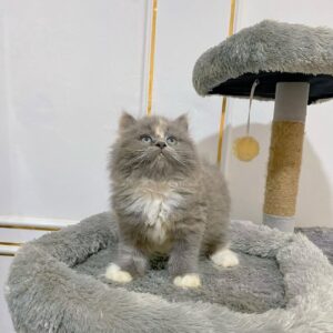10-Week-Old Male Persian Kitten for Sale – Meet Laleh, Vaccinated & Potty Trained
