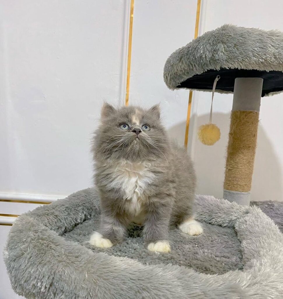 10-week-old male Persian kitten for sale