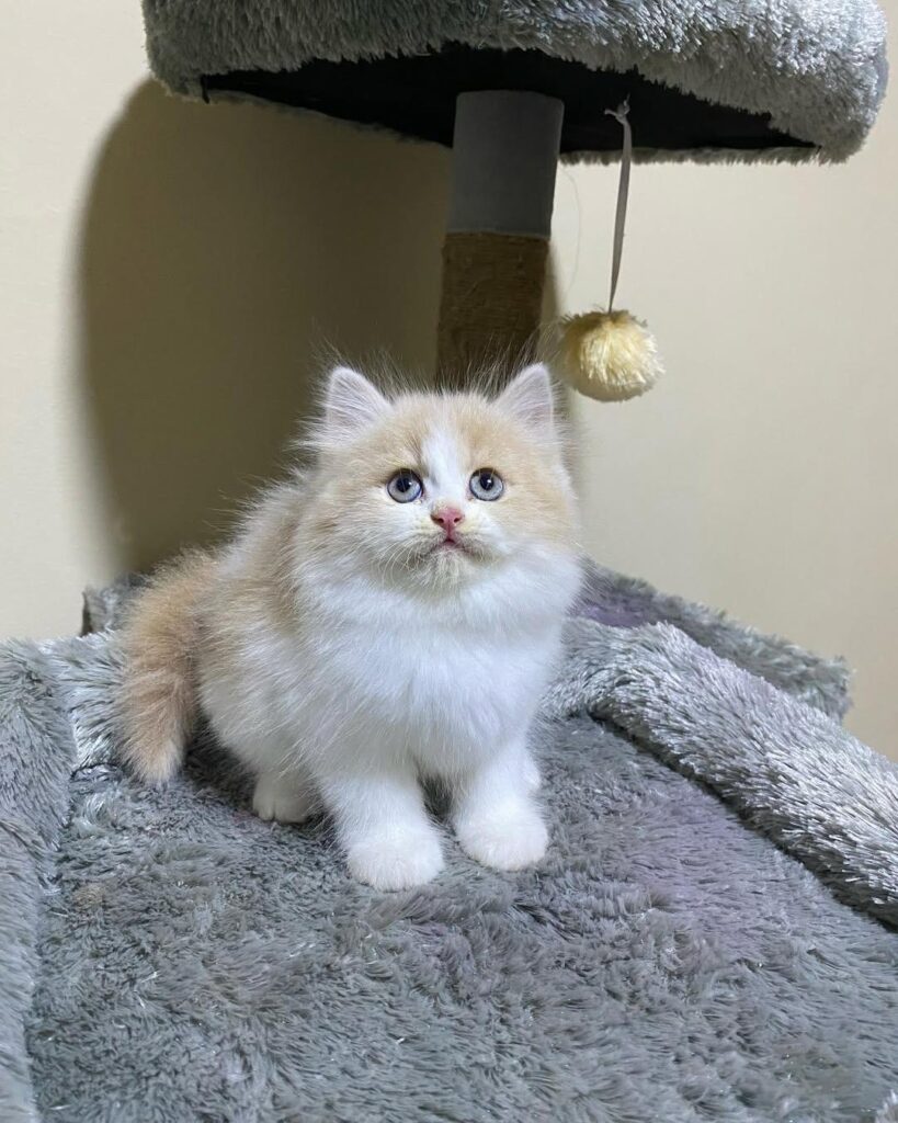 10-week-old female Persian kitten for sale