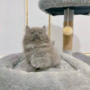 Adorable 10-Week-Old Male Persian Kitten for Sale – Vaccinated, Potty Trained, Microchipped