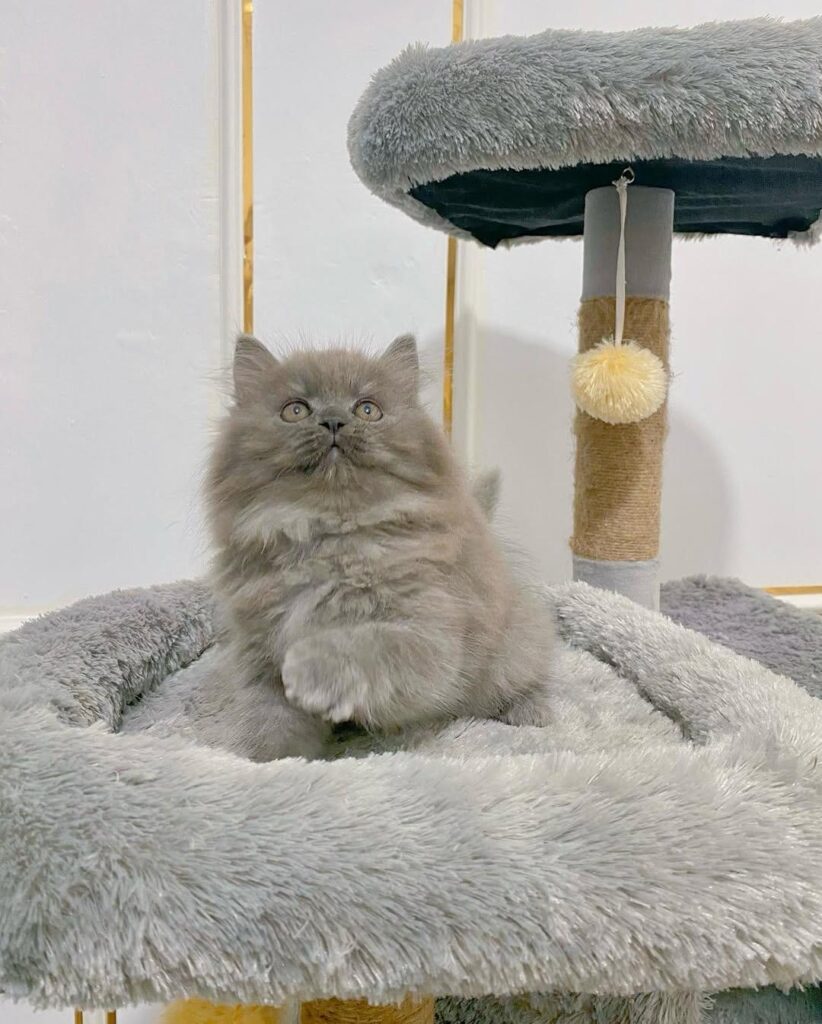 10-week-old male Persian kitten for sale