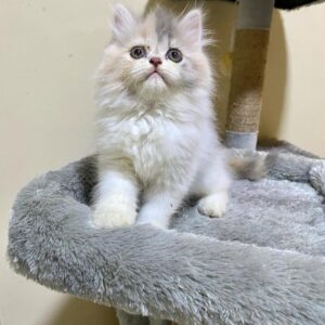 Charming 10-Week-Old Male Persian Kitten for Sale – Vaccinated, Potty Trained, Microchipped