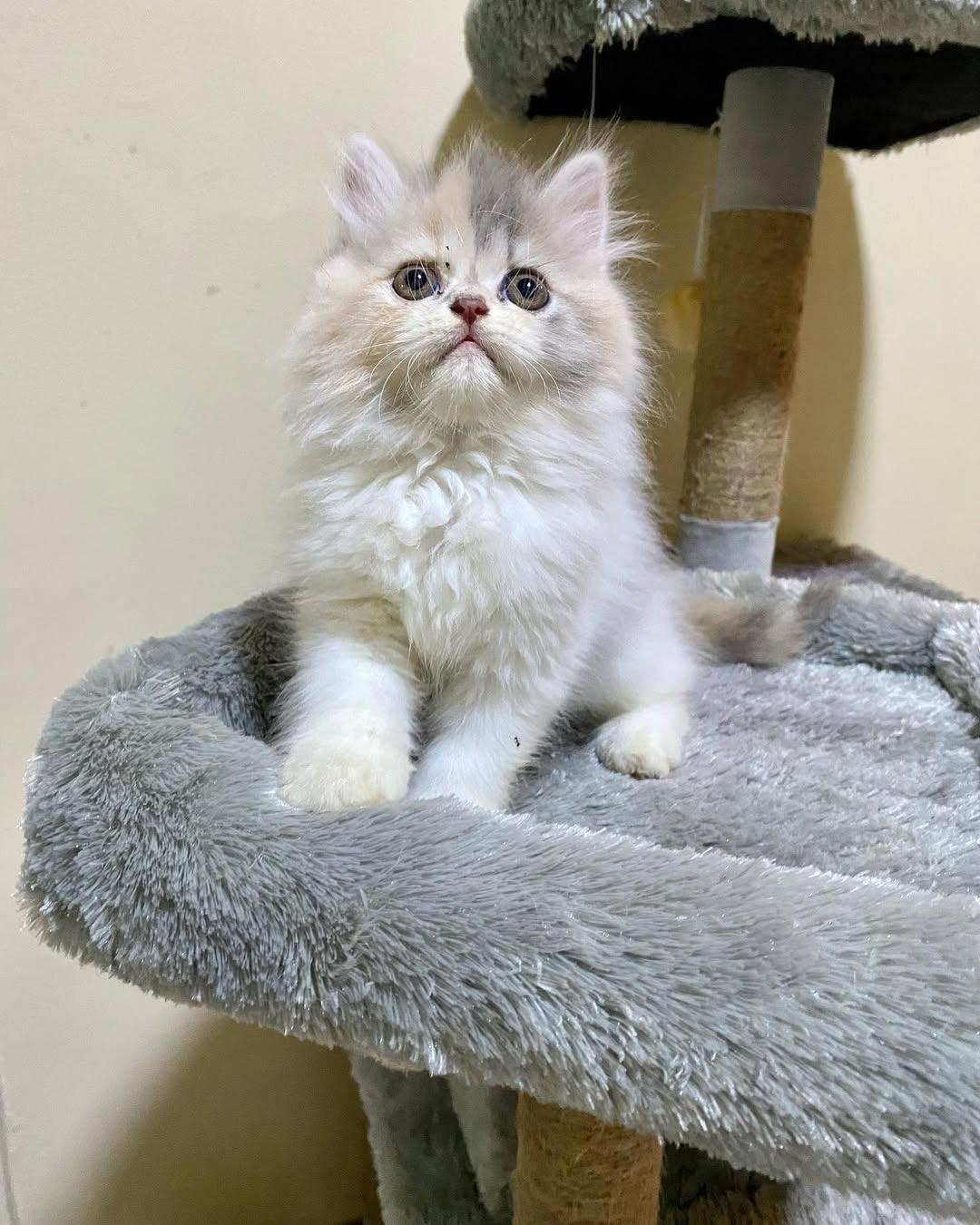 10-week-old male Persian kitten for sale