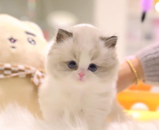Female Ragdoll kitten for sale - Sushi, 8 weeks old, vaccinated, potty trained