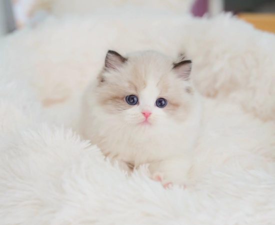 8-week-old female Ragdoll kitten Panda, vaccinated, potty trained, and microchipped.