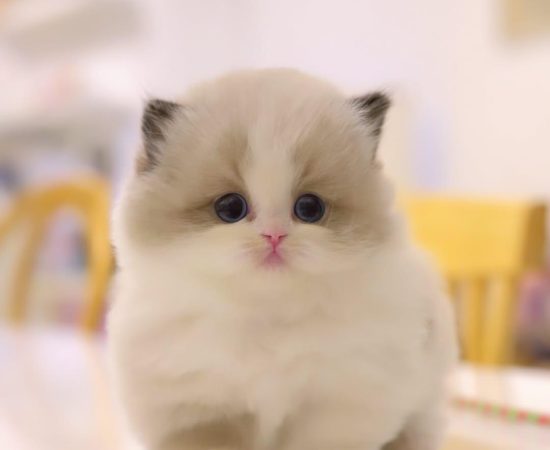 8-week-old male Ragdoll kitten Snickers