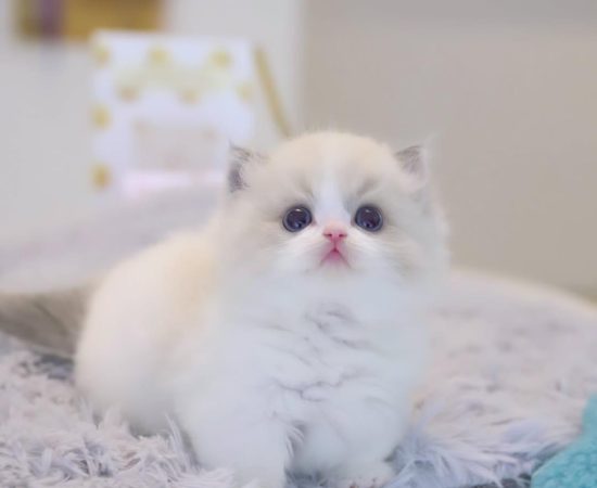 8 Weeks Old Male Ragdoll Kitten Nacho - Playful, Vaccinated, Potty Trained, Microchipped