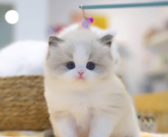 Blake 8Weeks Ragdoll Kitten Male