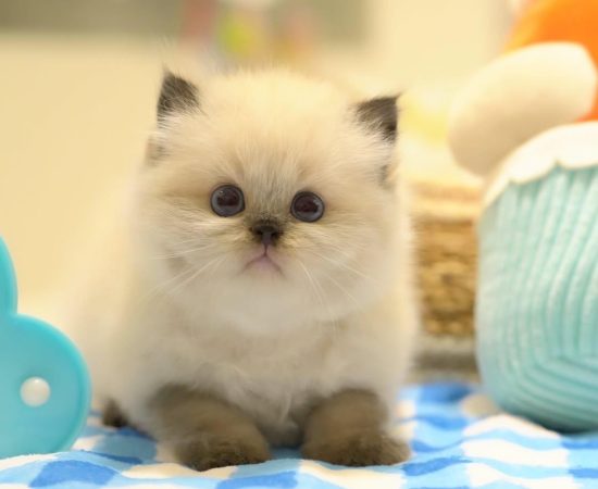 8-week-old female Ragdoll kitten for adoption - vaccinated and potty trained