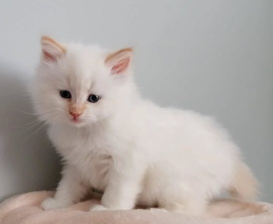 IMG_8299 IMG_8299