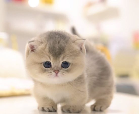 8-week-old male Ragdoll kitten Snickers